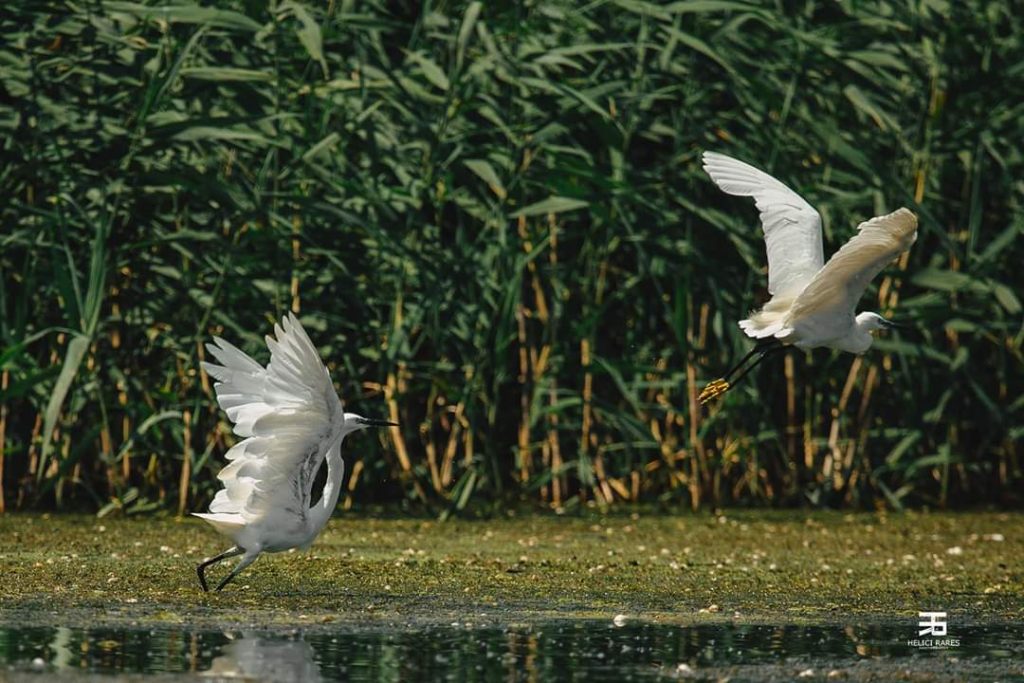 egrete in zbor vazute in excursia de o zi in delta dunarii